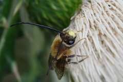 Eucera okinawae