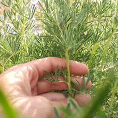 Lupinus