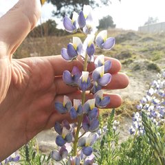 Lupinus