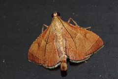 Endotricha theonalis