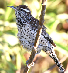 Campylorhynchus brunneicapillus