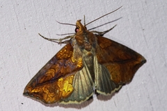 Plusiodonta coelonota
