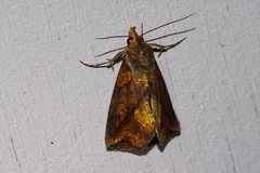 Plusiodonta coelonota