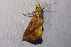 Plusiodonta coelonota