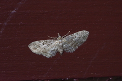 Eupithecia kuroshio