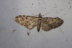 Eupithecia kuroshio
