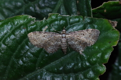 Eupithecia kuroshio