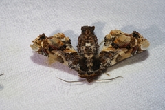 Eutelia adulatricoides