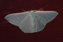 Thalassodes intaminata