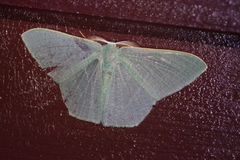 Thalassodes intaminata