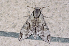 Psilogramma increta