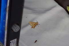 Spilarctia seriatopunctata