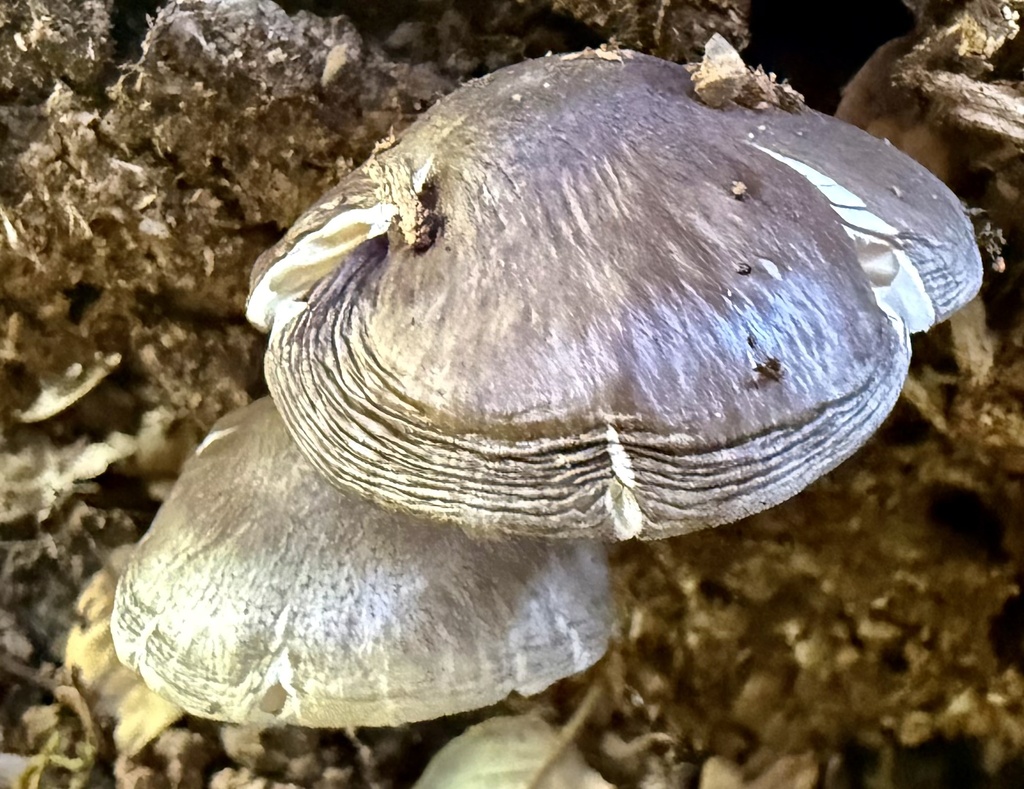 Pluteus exilis · February 2026 · photo: © hllrnnr (iNaturalist, cc0)