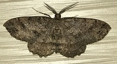 Melanolophiini