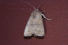 Athetis stellata