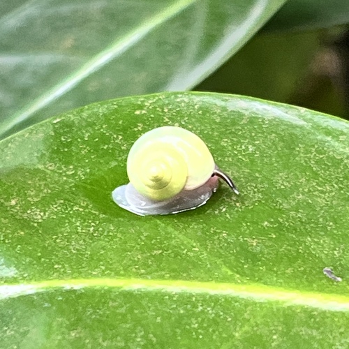 Leptopoma taivanum