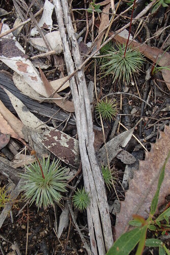 Narrow-leaved Triggerplant (Stylidium lineare)