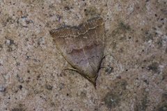 Polypogon ryukyuensis