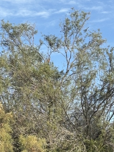 Baja California Mesquite (Neltuma articulata)