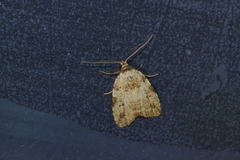 Neachrostia bipuncta