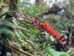 Pitcairnia brittoniana image