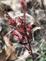 Hypericum drummondii