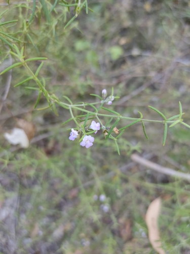 slender westringia (Westringia eremicola)