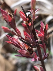 Hypericum drummondii