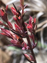 Hypericum drummondii