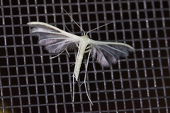 Pterophorus