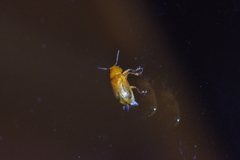 Smaragdina nipponensis