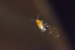 Smaragdina nipponensis