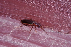 Calleida splendidula