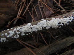 Basidiomycota