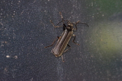 Lycocerus okinawanus