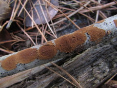 Hymenochaete cinnamomea