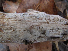 Basidiomycota