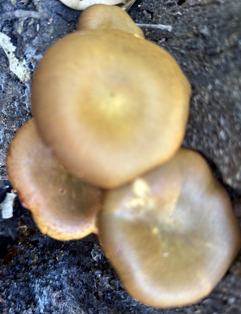 Omphalotus olivascens · February 2026 · photo: © hllrnnr (iNaturalist, cc0)