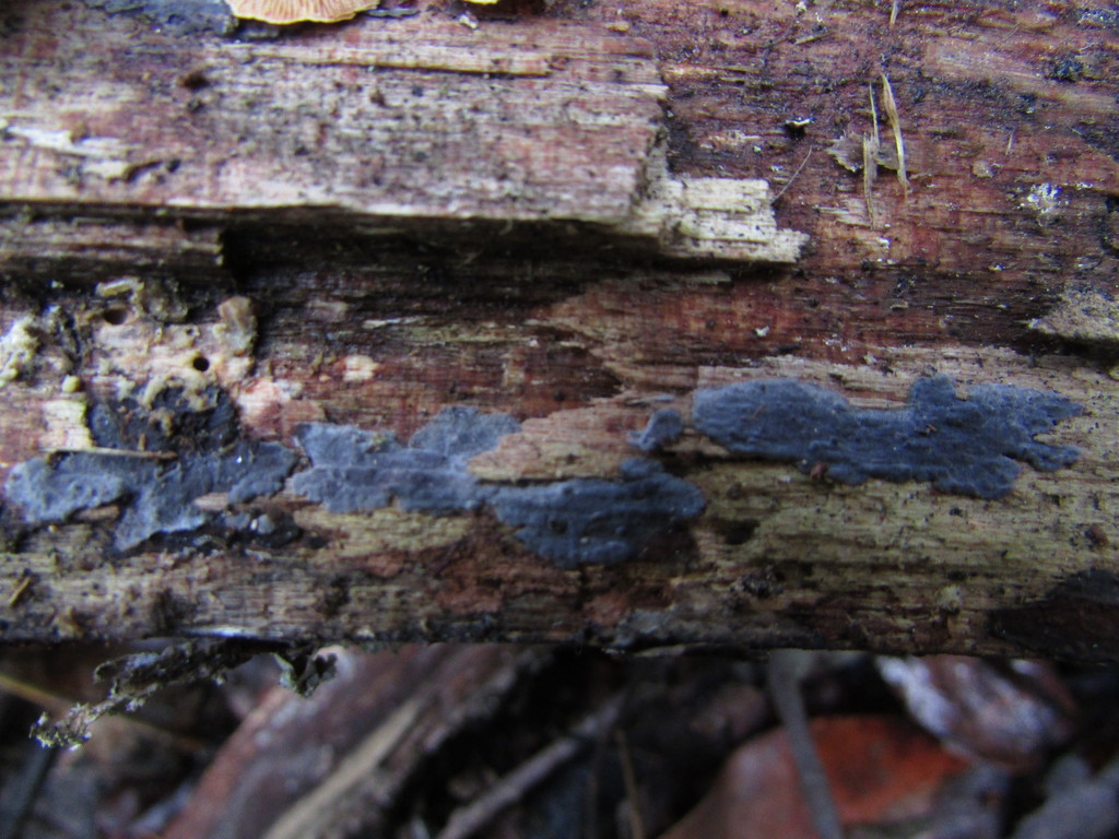 Dendrophora