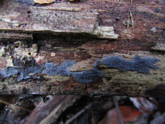 Dendrophora versiformis