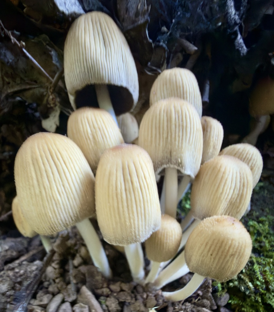 Coprinellus micaceus · February 2026 · photo: © hllrnnr (iNaturalist, cc0)