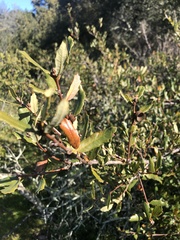 Quercus × acutidens