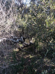 Quercus × acutidens