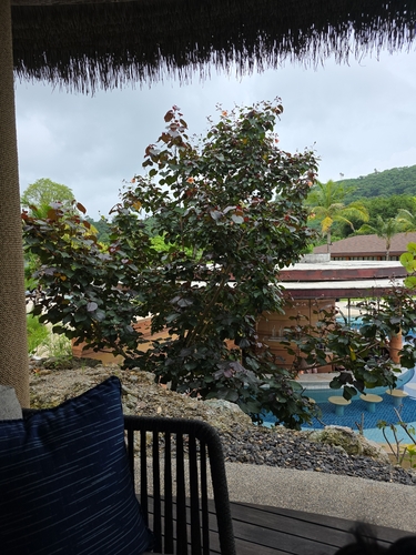 Talipariti tiliaceum