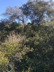 Quercus × acutidens