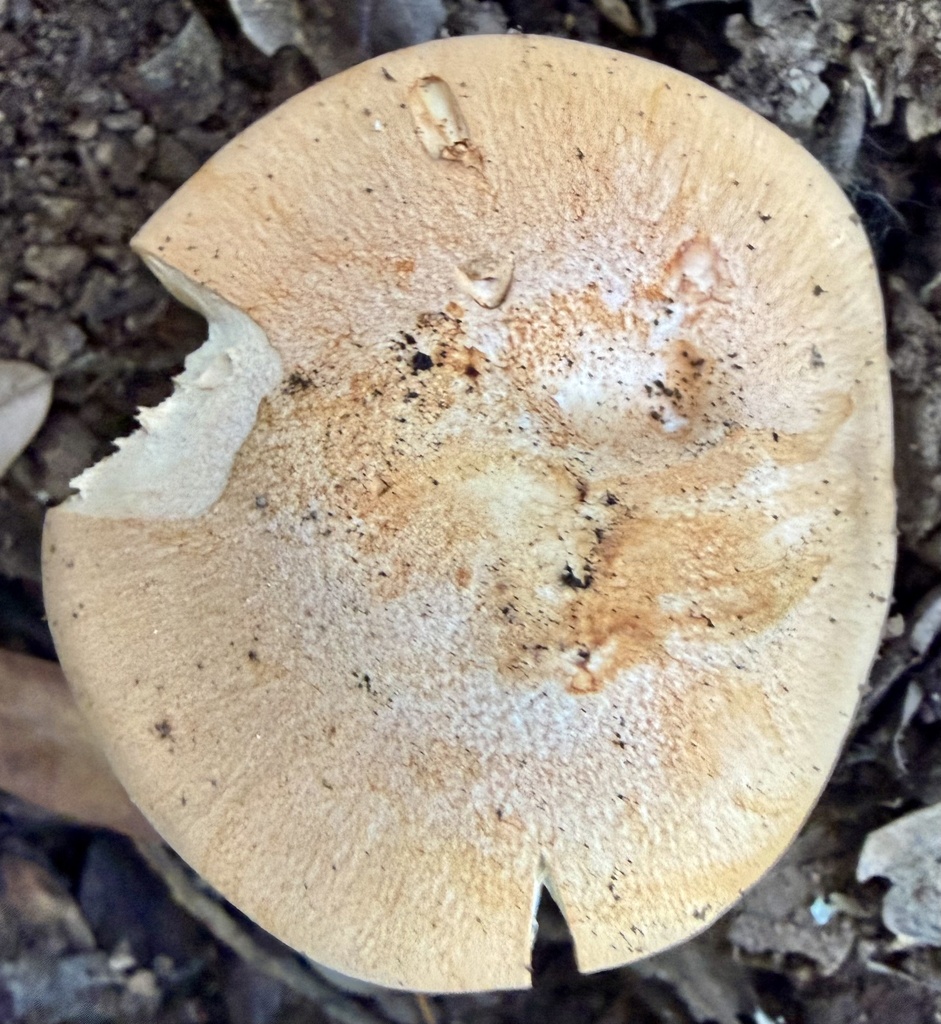 Amanita velosa · February 2026 · photo: © hllrnnr (iNaturalist, cc0)