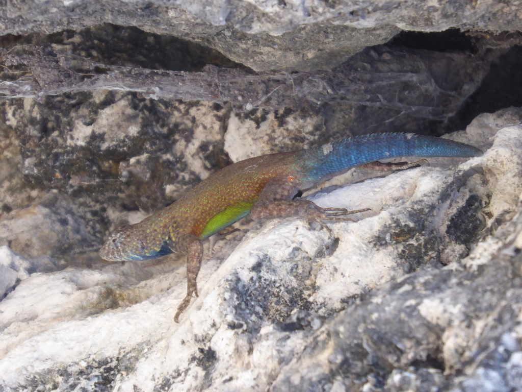 Gadow's Spiny Lizard