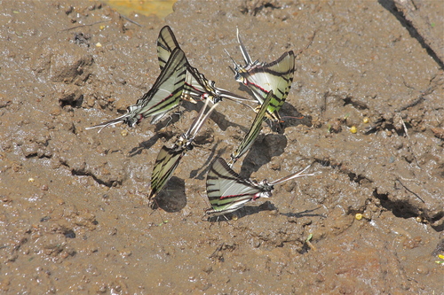 Butterflies of Ecuador