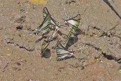 Neographium agesilaus