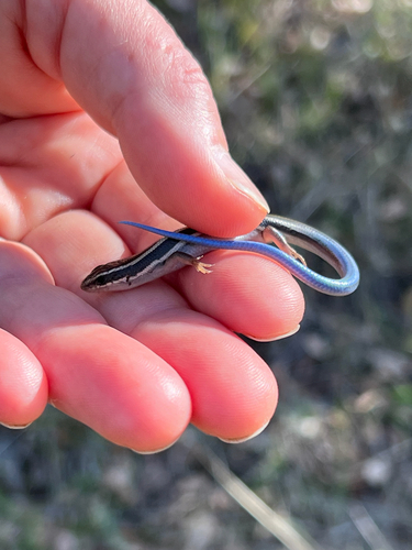 iNaturalist observation photo of Western Skink